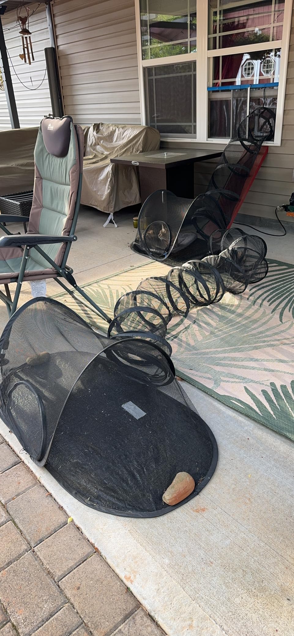 Cat relaxing inside the enclosure