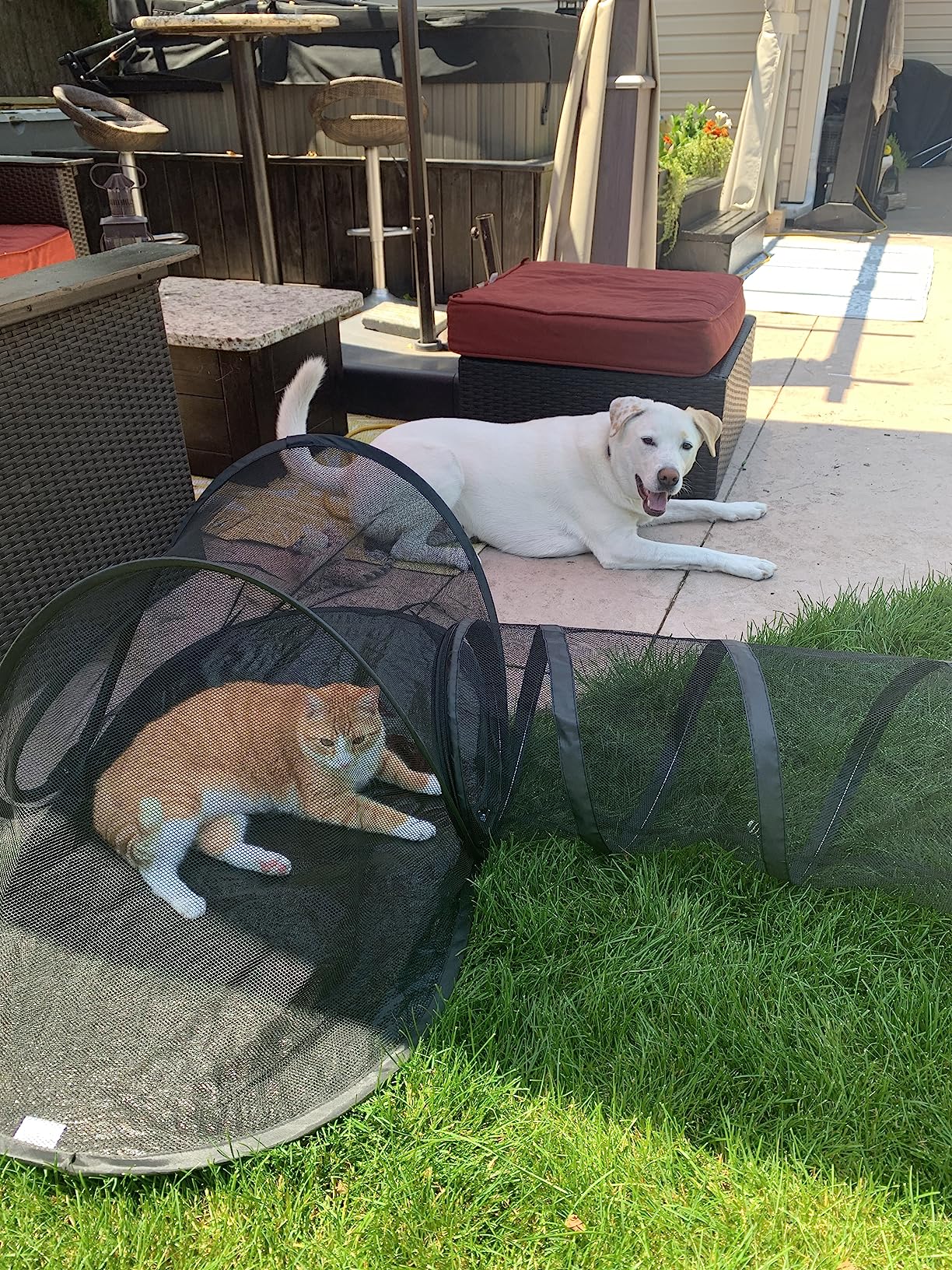 Cat peeking out from the enclosure near a window