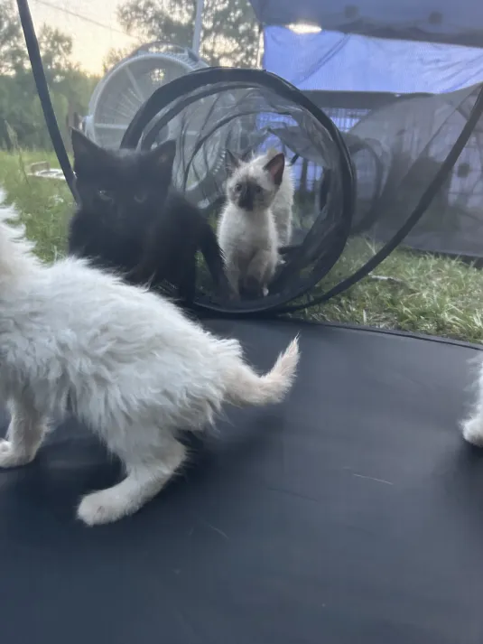 Kittens inside the tent tunnel set