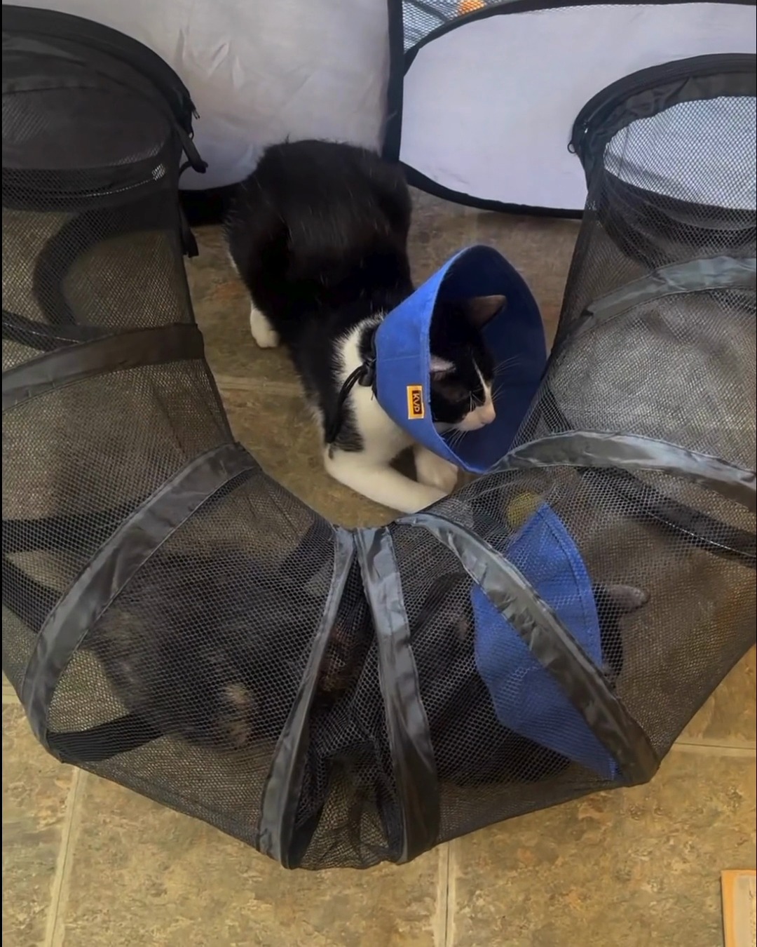 Black and white cat in a blue cone beside mesh tunnels on a kitchen floor