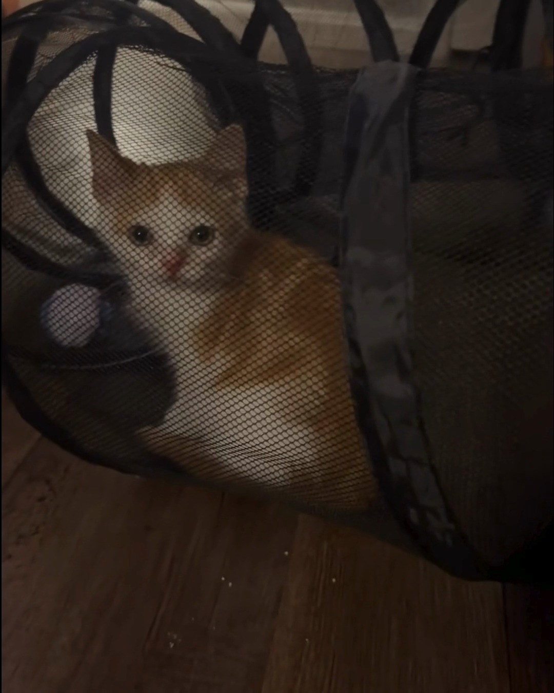 Orange and white kitten sitting inside a mesh tunnel