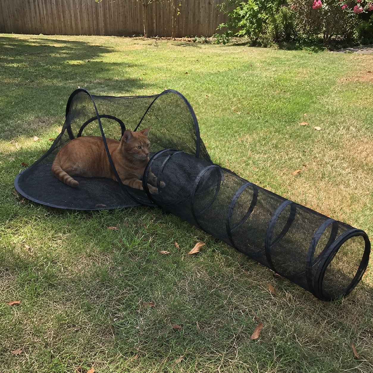 Orange tabby lounging in the tent on a sunny lawn