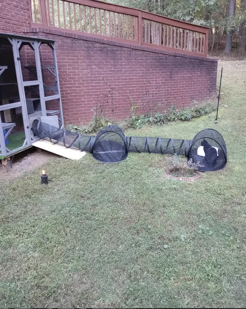 Two tent tunnel sets connected together from a catio across the lawn