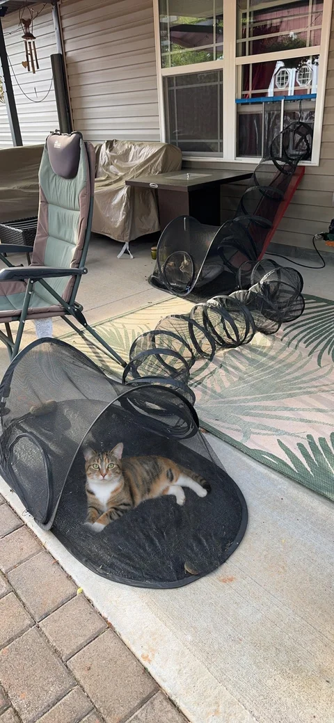 Two tent tunnel sets connected together on a porch with a calico cat inside